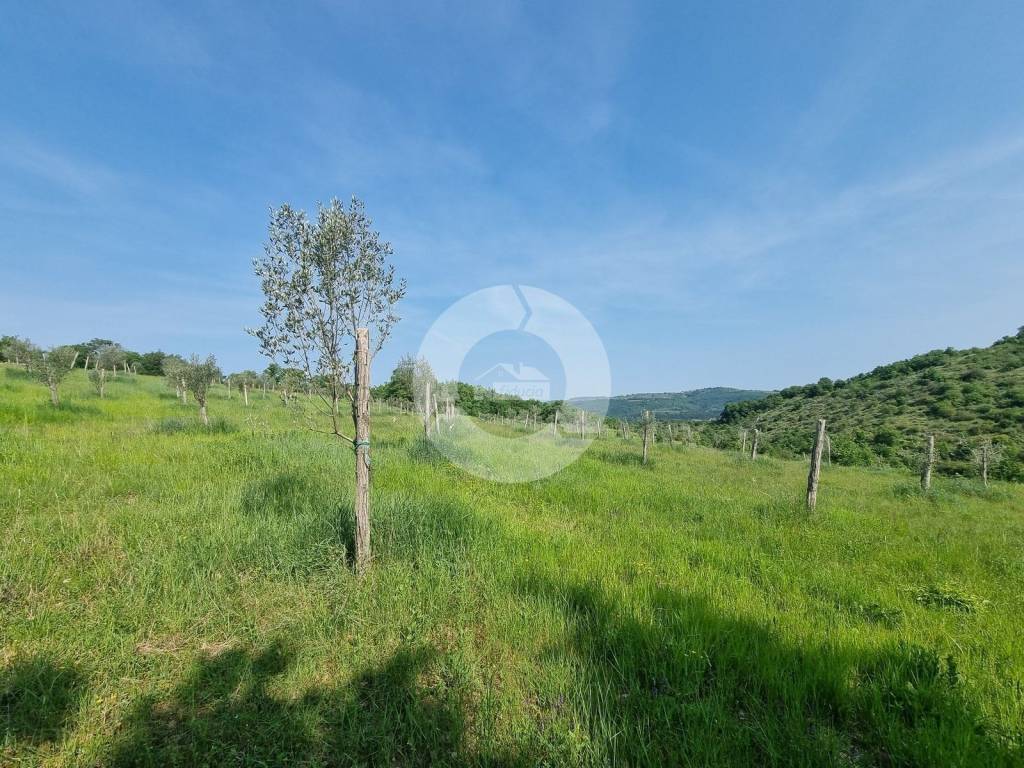 Plot for construction, Sale, Buje, Buje