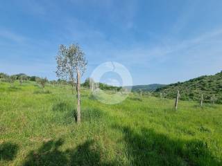 Plot for construction, Sale, Buje, Buje