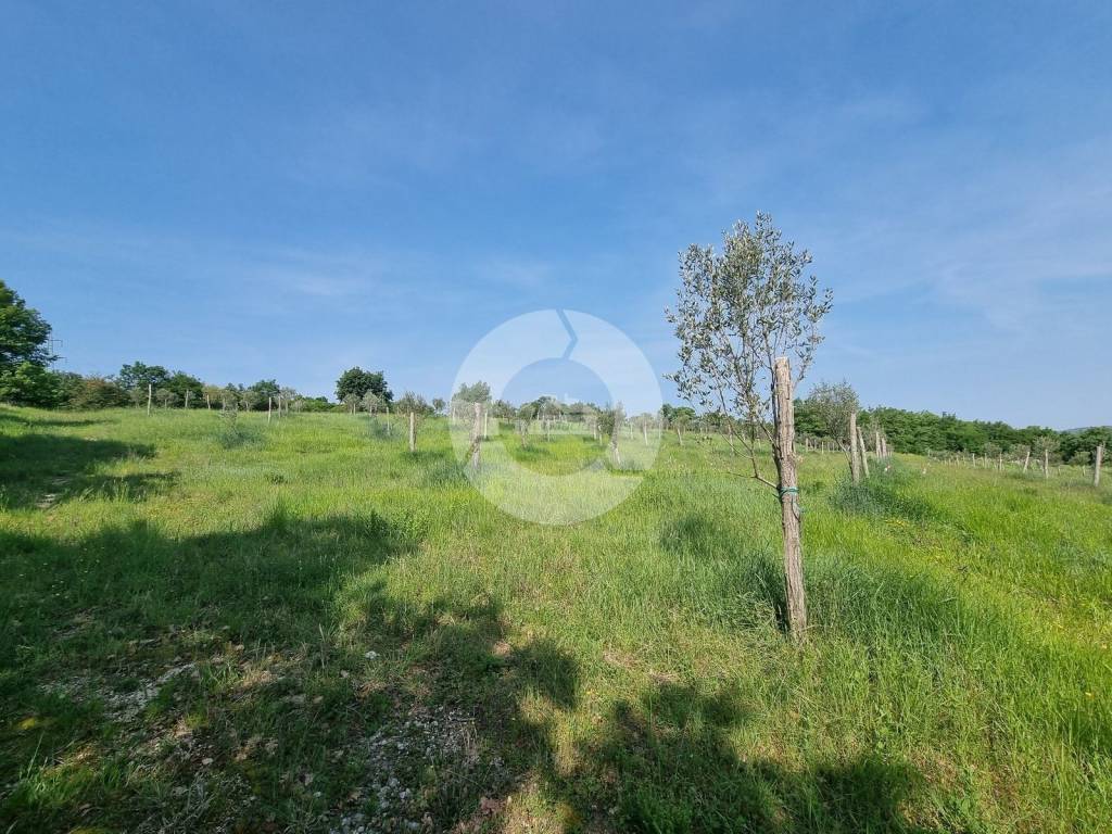 Plot for construction, Sale, Buje, Buje