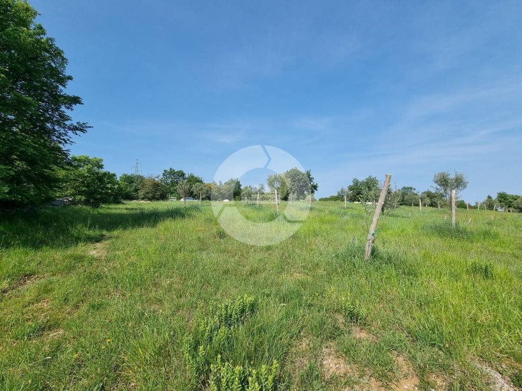 Plot for construction, Sale, Buje, Buje
