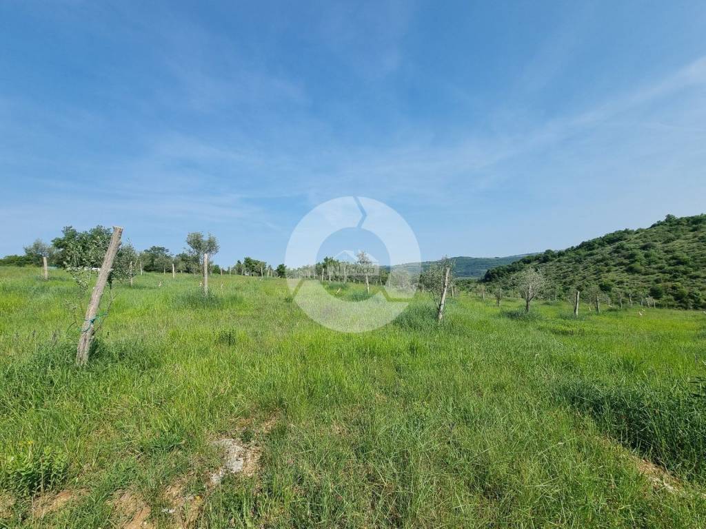 Plot for construction, Sale, Buje, Buje