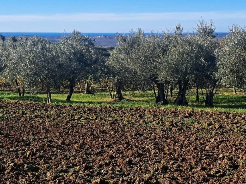 Plot for construction, Sale, Vižinada, Vižinada