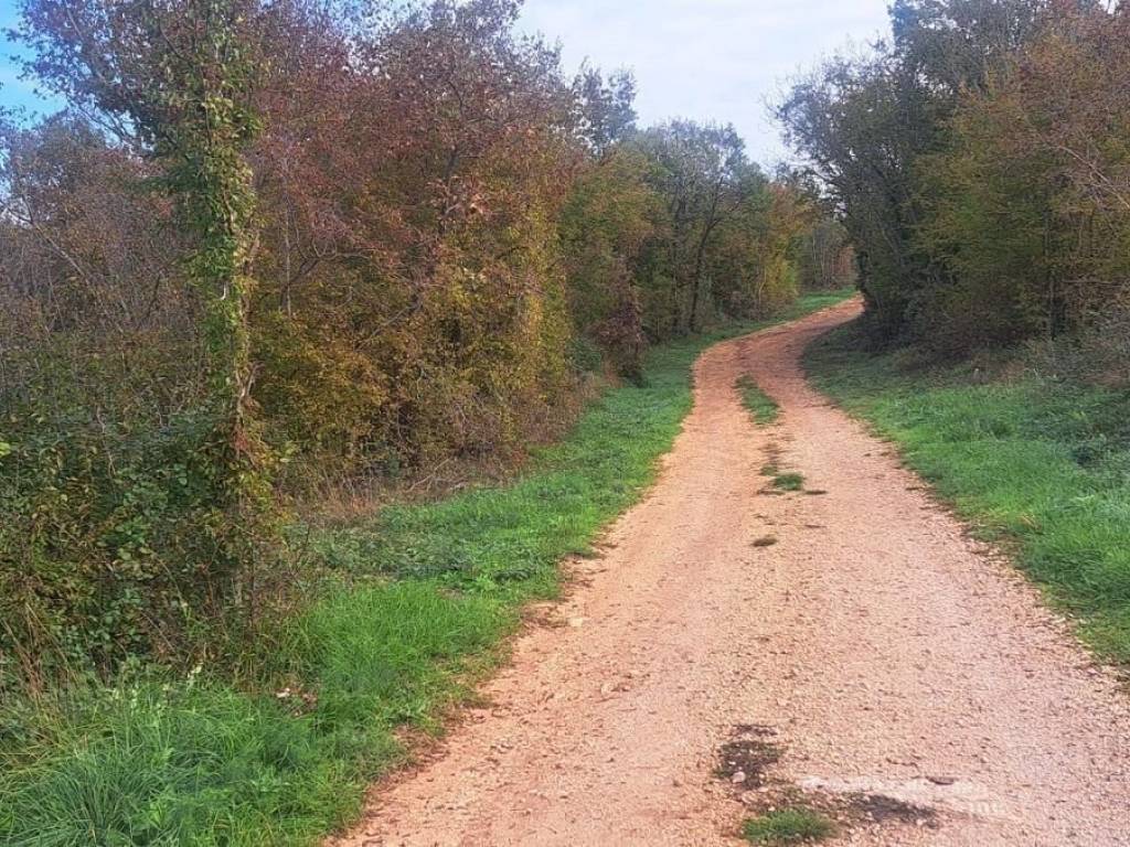 Forest, Sale, Tar-Vabriga, Tar
