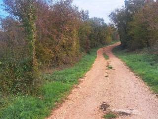 Forest, Sale, Tar-Vabriga, Tar