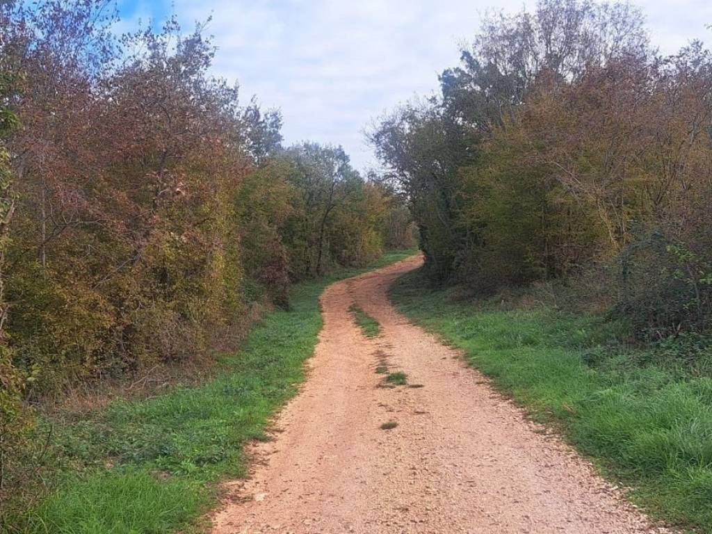 Forest, Sale, Tar-Vabriga, Tar