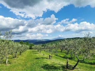 Agricultural plot, Sale, Tar-Vabriga, Tar