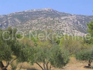 Agricultural land, Sale, Nerežišća, Nerežišća