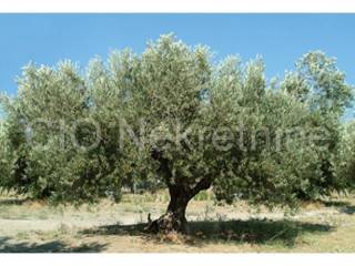 Agricultural land, Sale, Supetar, Mirca