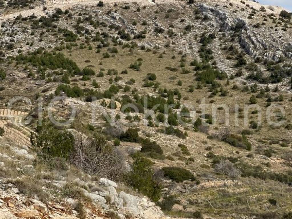 Agricultural plot, Sale, Nerežišća, Nerežišća