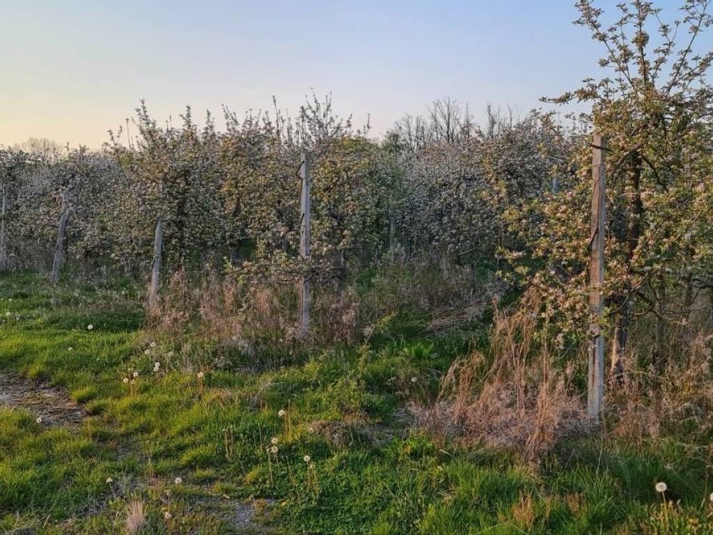 Agricultural plot, Sale, Velika Gorica - Okolica, Staro Čiće