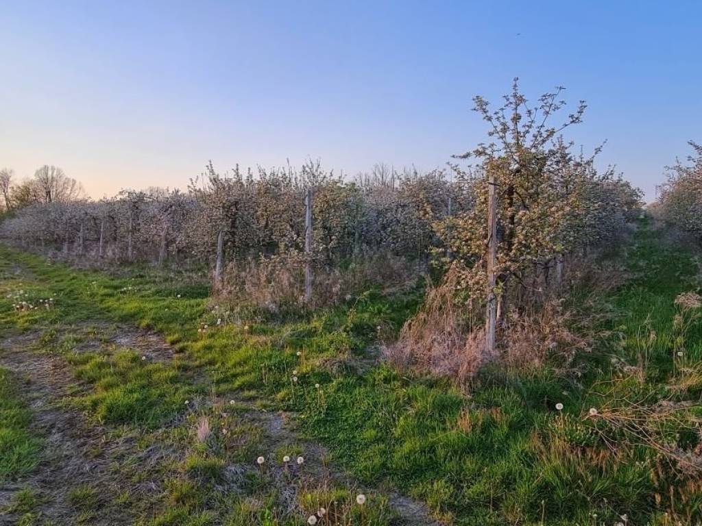 Agricultural plot, Sale, Velika Gorica - Okolica, Staro Čiće