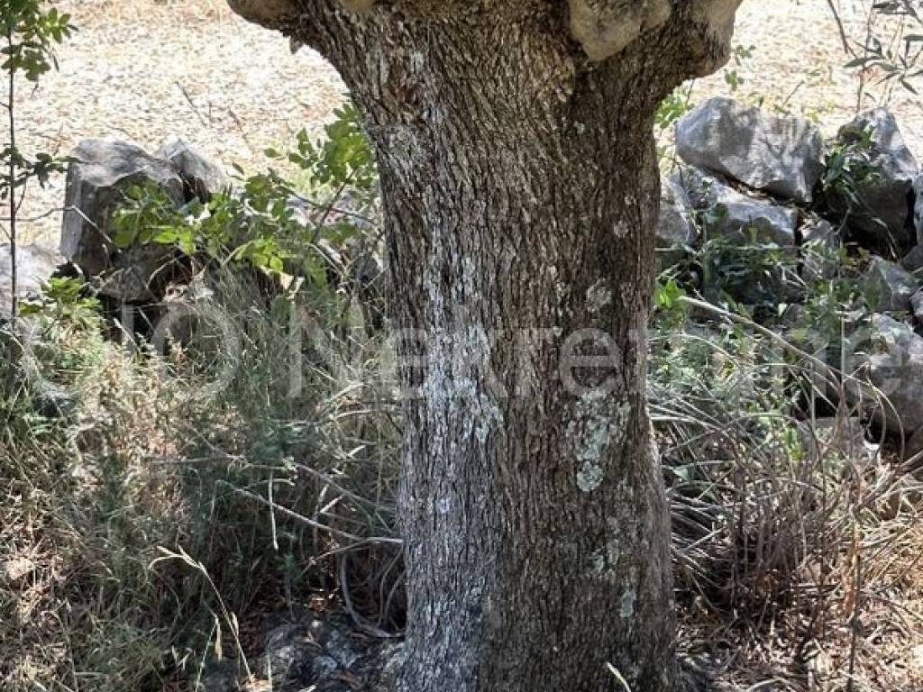 Agricultural plot, Sale, Marina, Marina