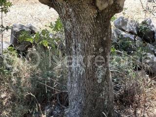 Agricultural plot, Sale, Marina, Marina