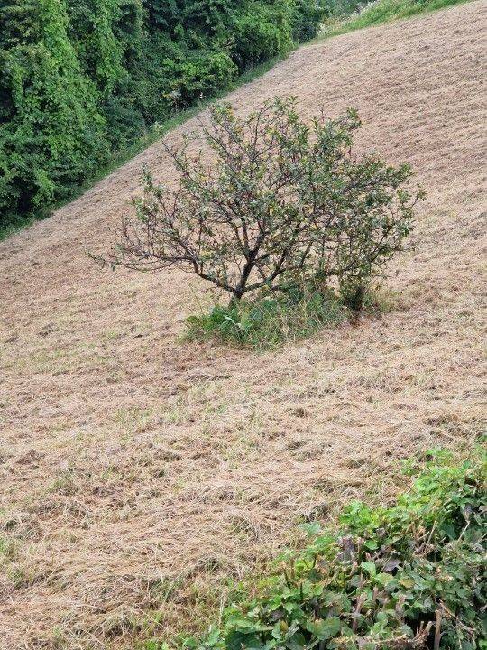Plot for construction, Sale, Jastrebarsko - Okolica, Sveta Jana
