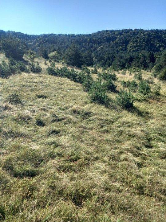 Agricultural plot, Sale, Saborsko, Saborsko