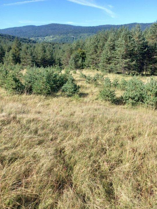 Agricultural plot, Sale, Saborsko, Saborsko