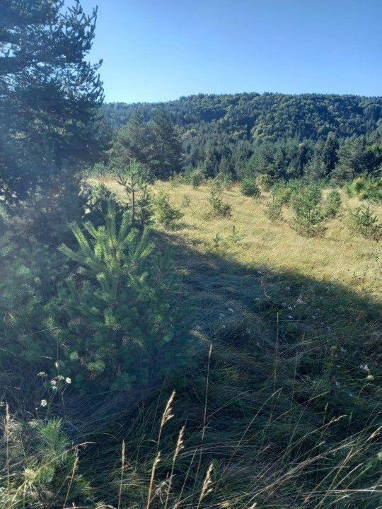 Agricultural plot, Sale, Saborsko, Saborsko