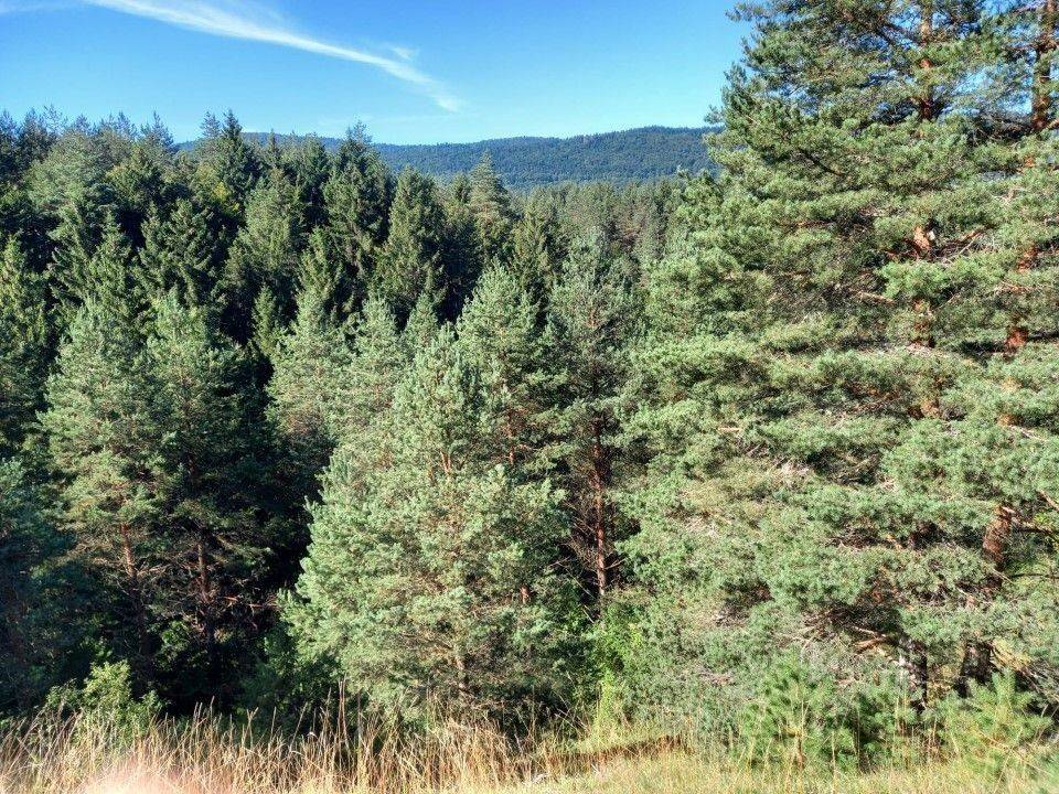 Forest, Sale, Saborsko, Saborsko