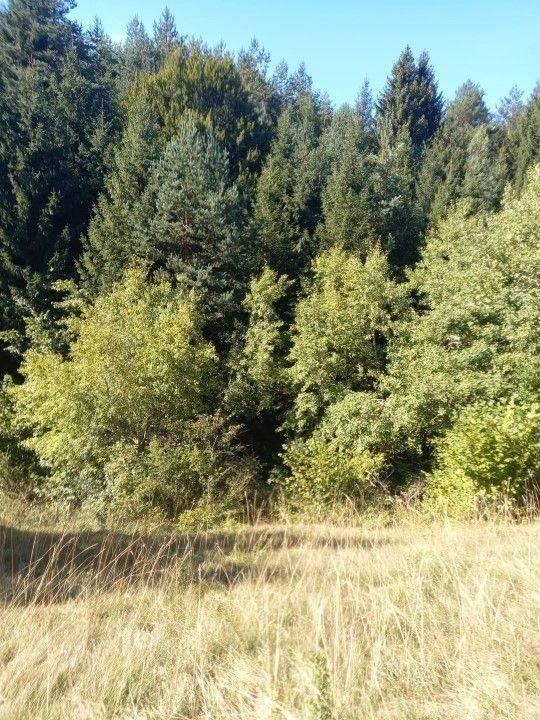 Forest, Sale, Saborsko, Saborsko