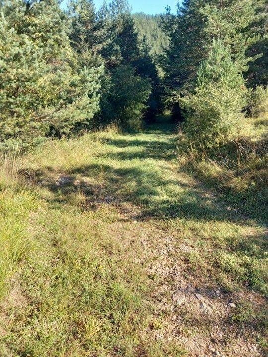 Forest, Sale, Saborsko, Saborsko