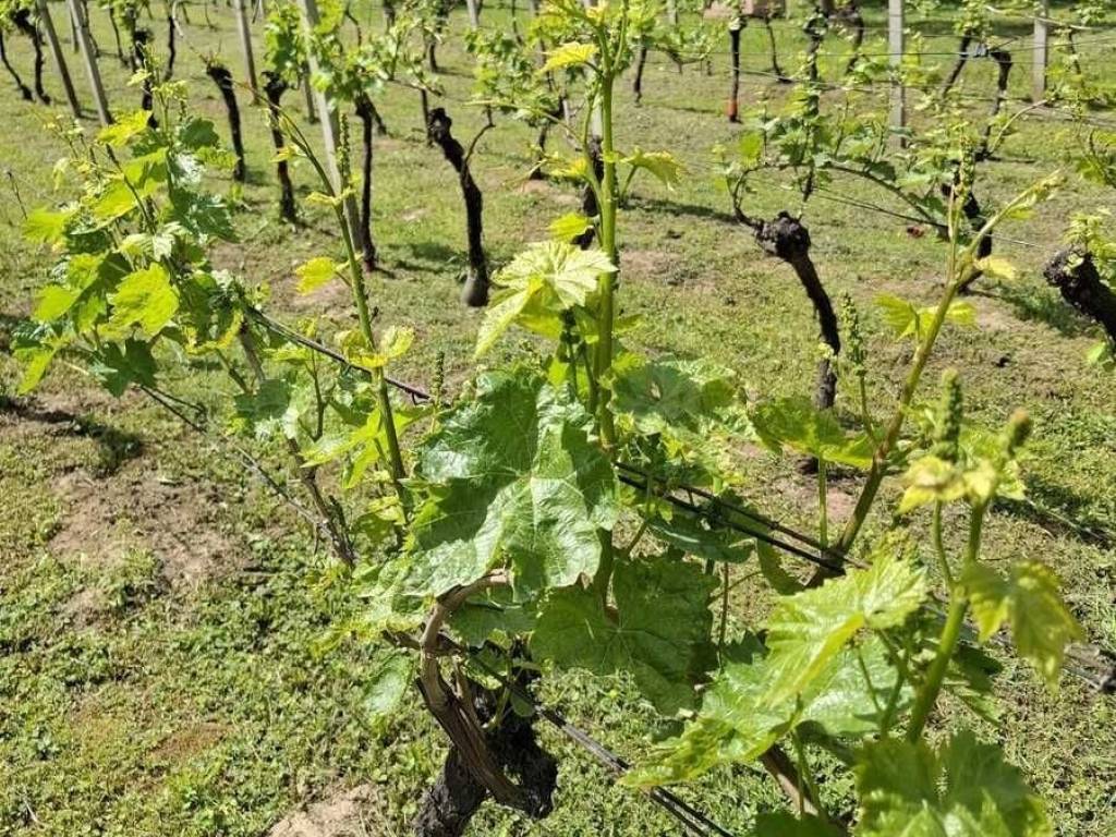 Plot for construction, Sale, Velika Gorica - Okolica, Gudci