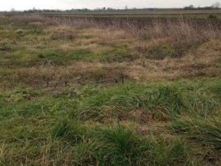 Agricultural plot, Sale, Velika Gorica - Okolica, Velika Mlaka