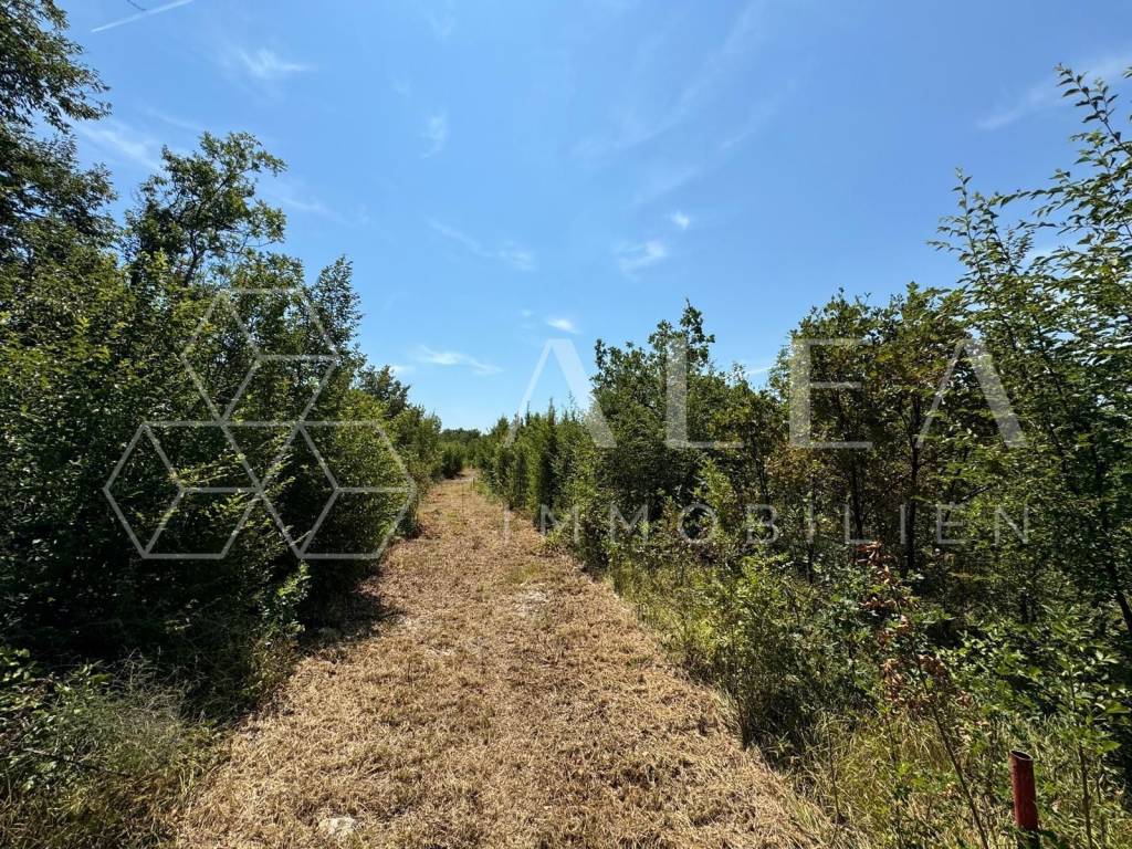 Poljoprivredno zemljište, Prodaja, Labin, Labin