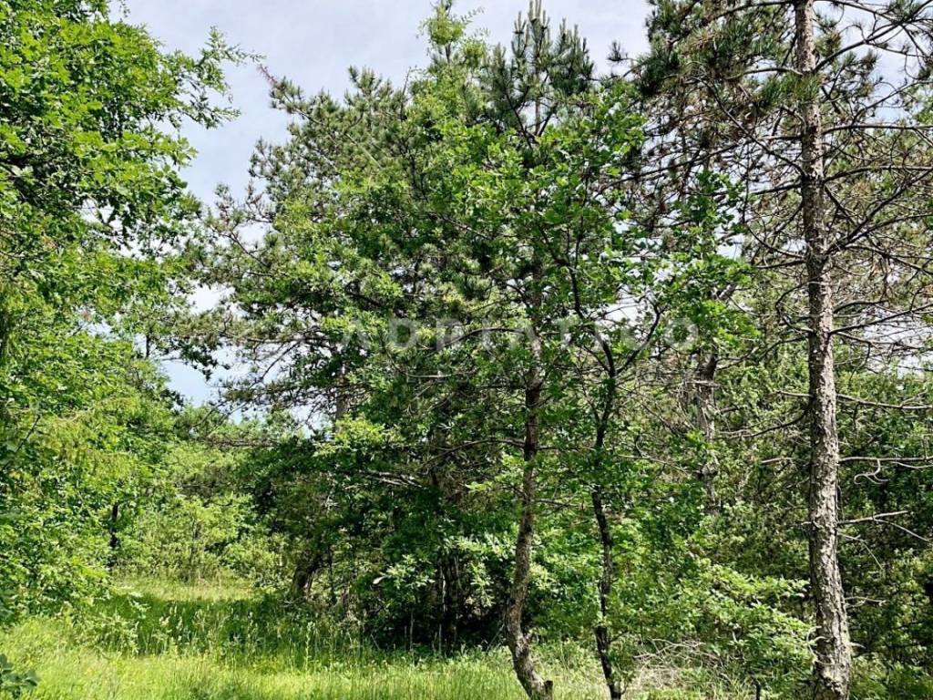 Poljoprivredno zemljište, Prodaja, Kanfanar, Mrgani