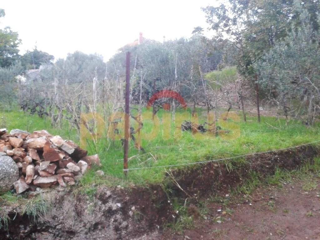Sali, Dragove