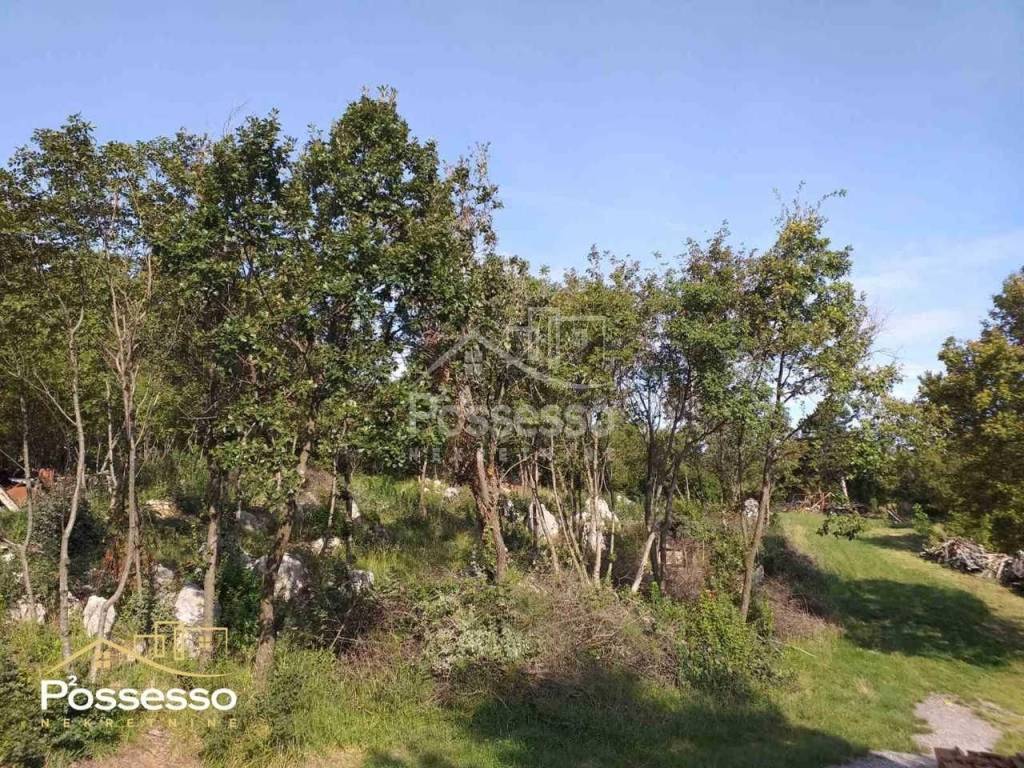Buzet, Ročko Polje