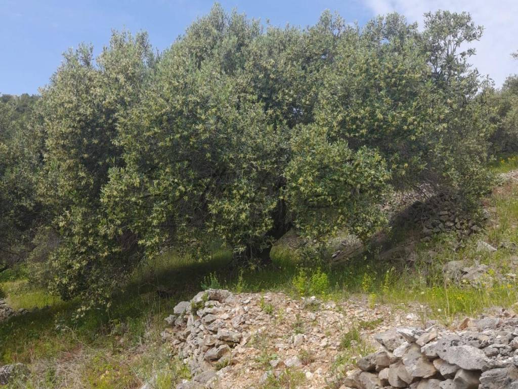 Poljoprivredno zemljište, Prodaja, Blato, Blato