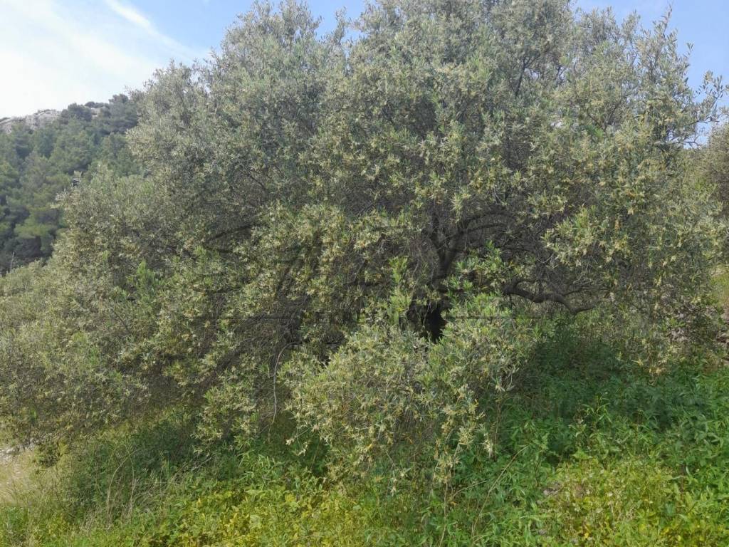 Poljoprivredno zemljište, Prodaja, Blato, Blato