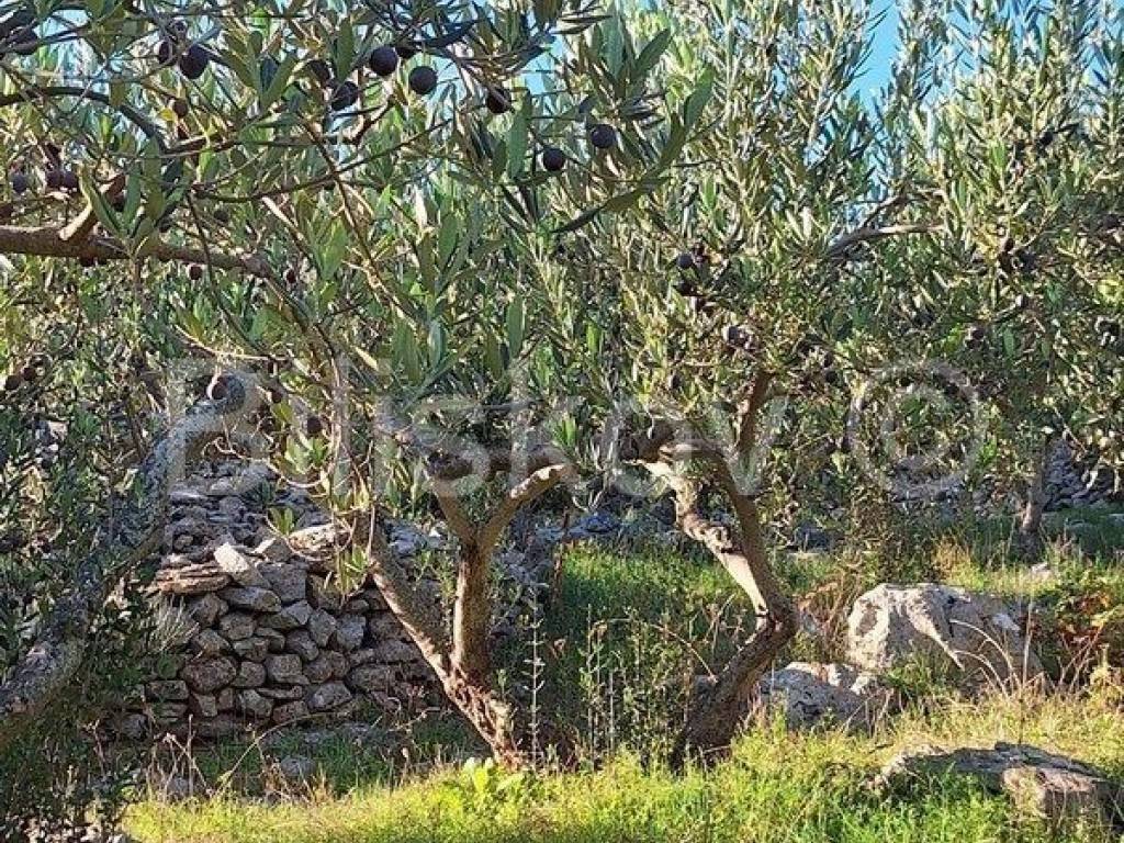 Poljoprivredno zemljište, Prodaja, Supetar, Mirca