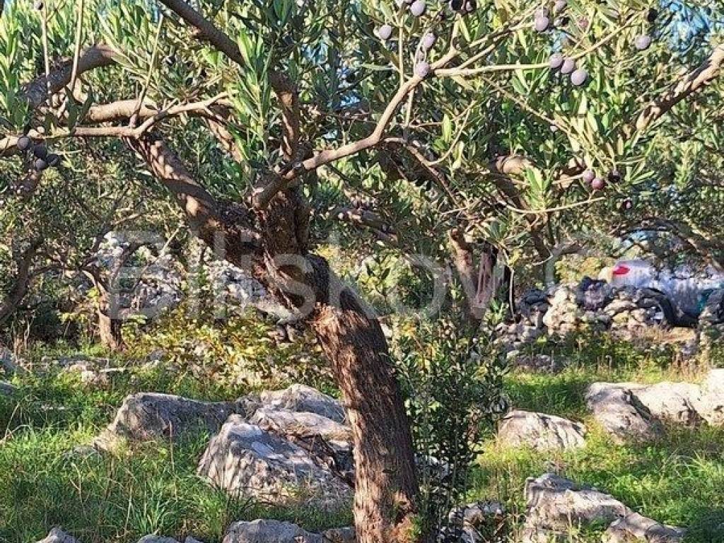 Poljoprivredno zemljište, Prodaja, Supetar, Mirca