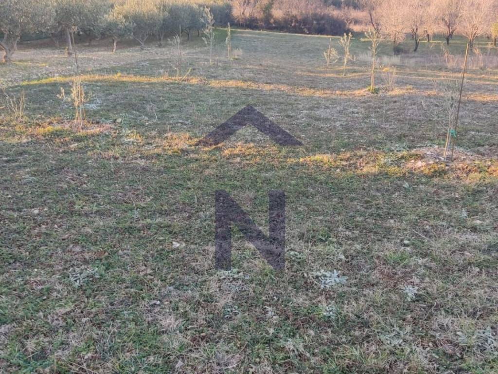 Poljoprivredno zemljište, Prodaja, Novigrad, Pridraga