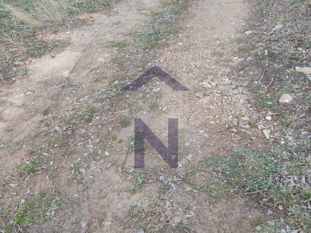 Poljoprivredno zemljište, Prodaja, Novigrad, Pridraga