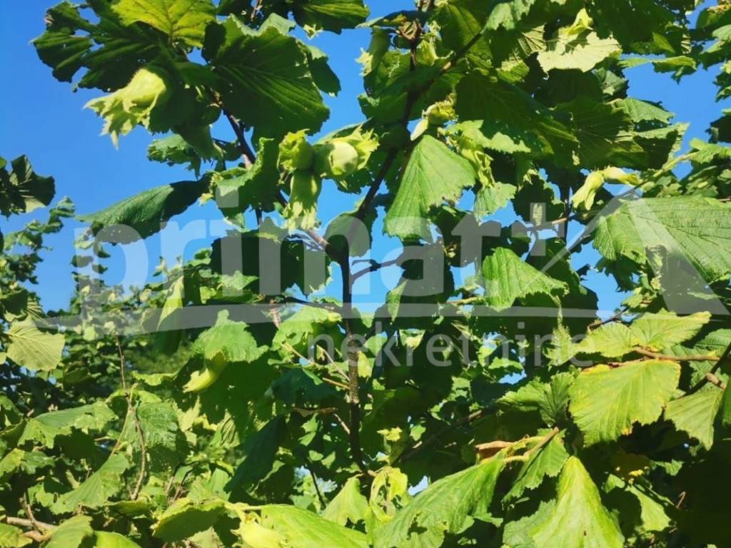 Kuća, Prodaja, Plaški, Lapat