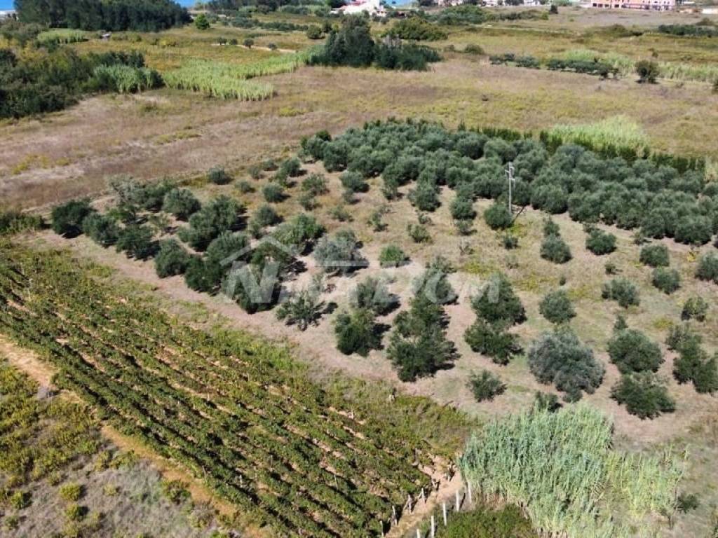 Poljoprivredno zemljište, Prodaja, Privlaka, Privlaka