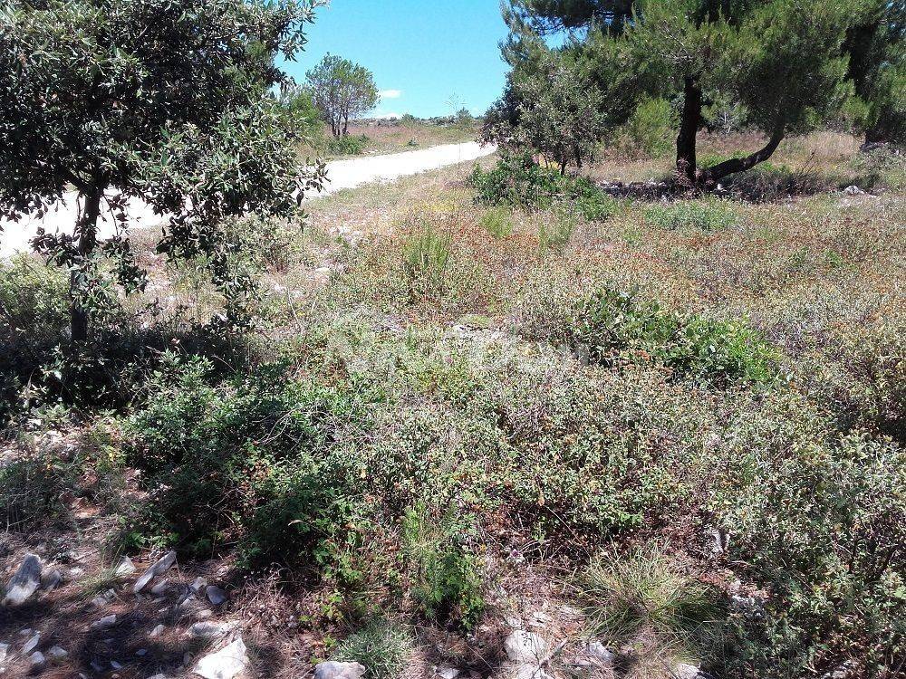 Poljoprivredno zemljište, Prodaja, Vir, Vir