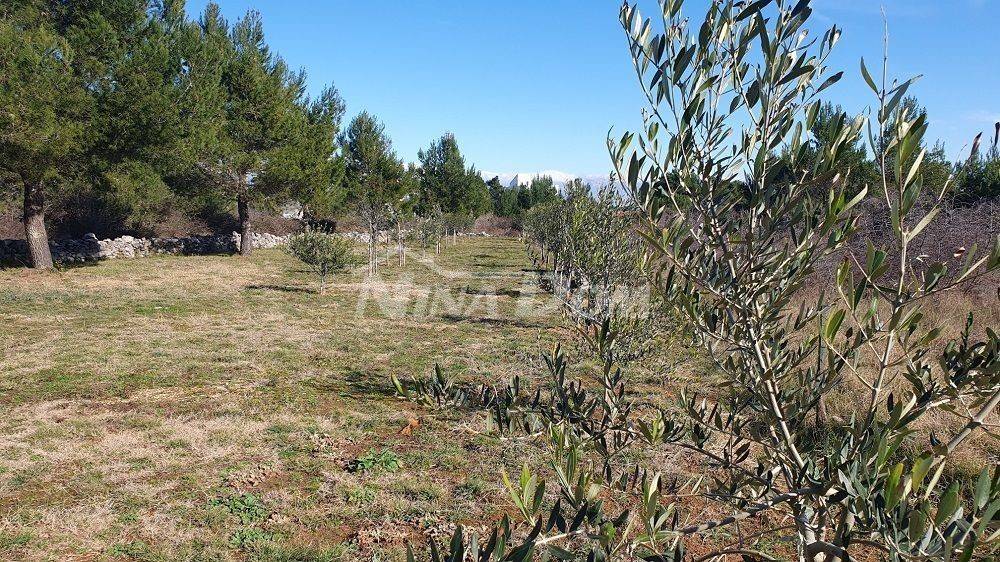 Poljoprivredno zemljište, Prodaja, Vir, Vir