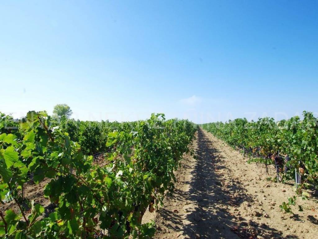 Poljoprivredno zemljište, Prodaja, Benkovac, Nadin