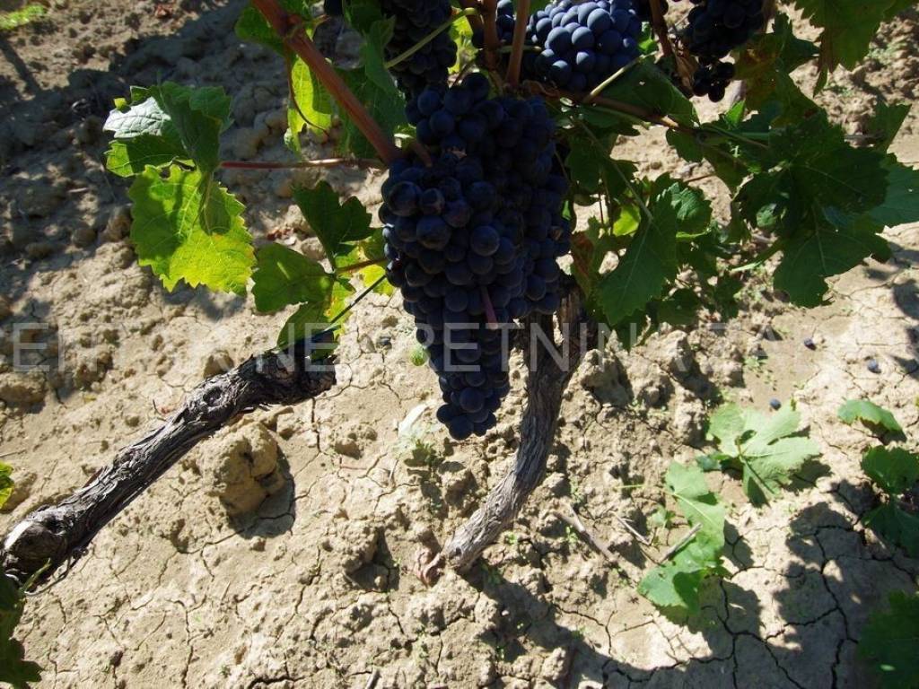 Poljoprivredno zemljište, Prodaja, Benkovac, Nadin