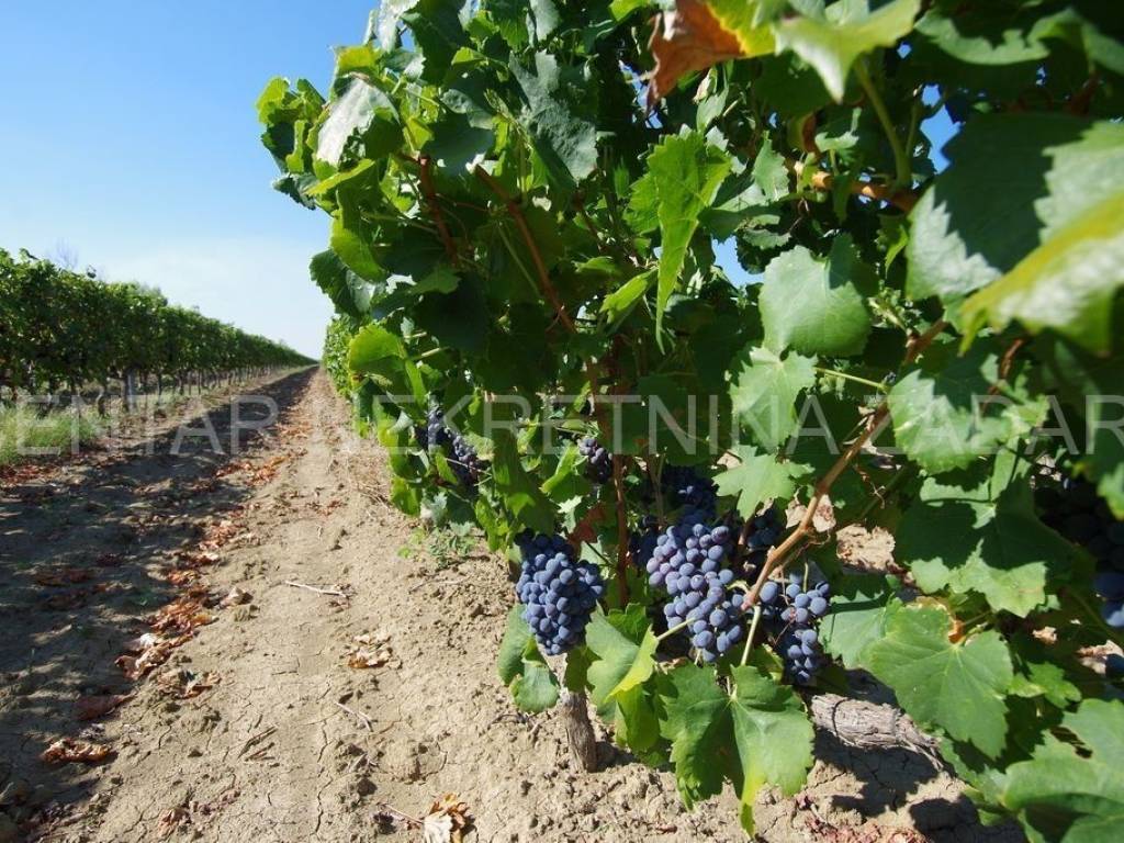 Poljoprivredno zemljište, Prodaja, Benkovac, Nadin