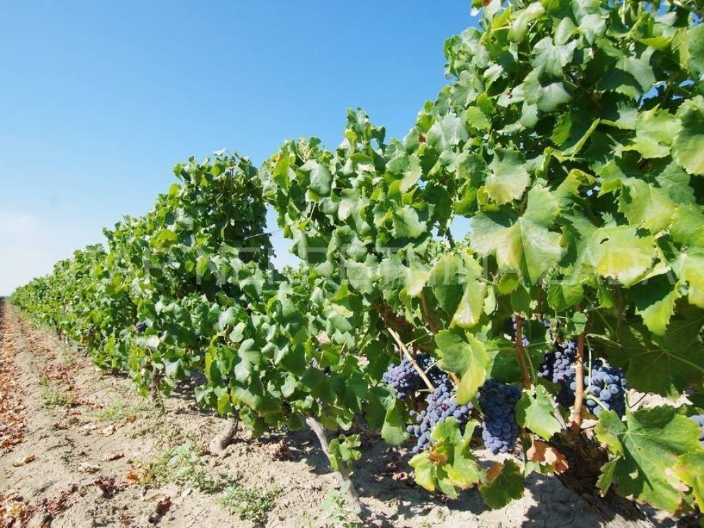 Poljoprivredno zemljište, Prodaja, Benkovac, Nadin
