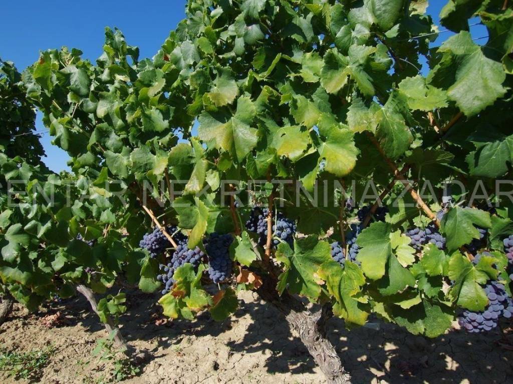 Poljoprivredno zemljište, Prodaja, Benkovac, Nadin