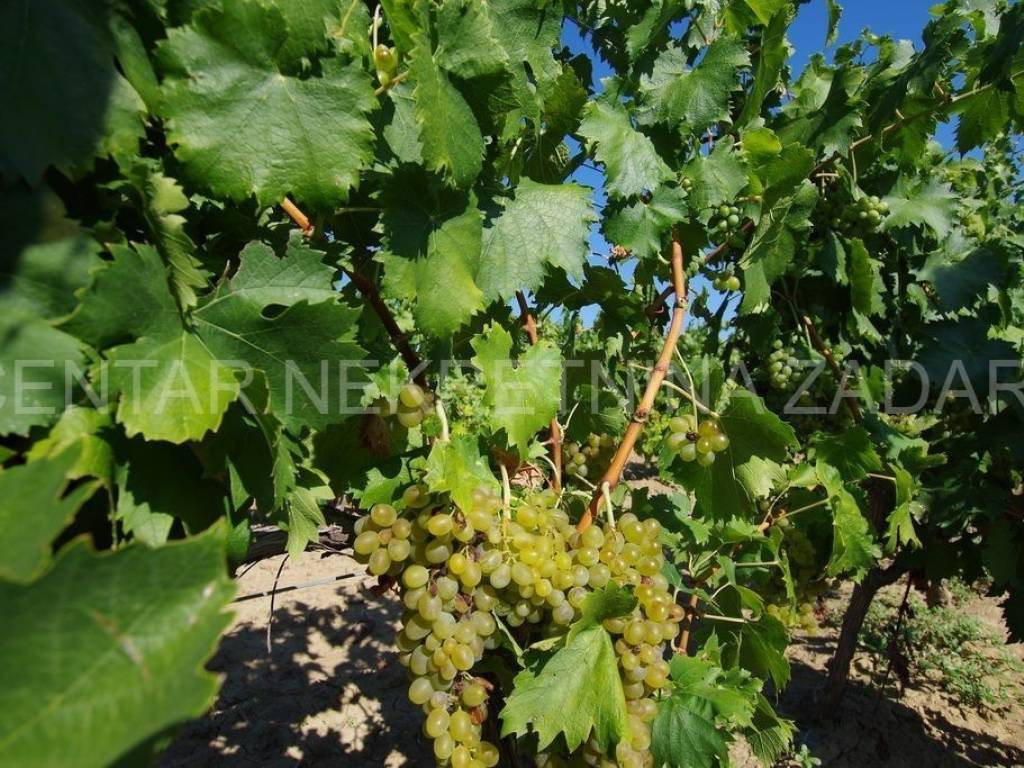 Poljoprivredno zemljište, Prodaja, Benkovac, Nadin