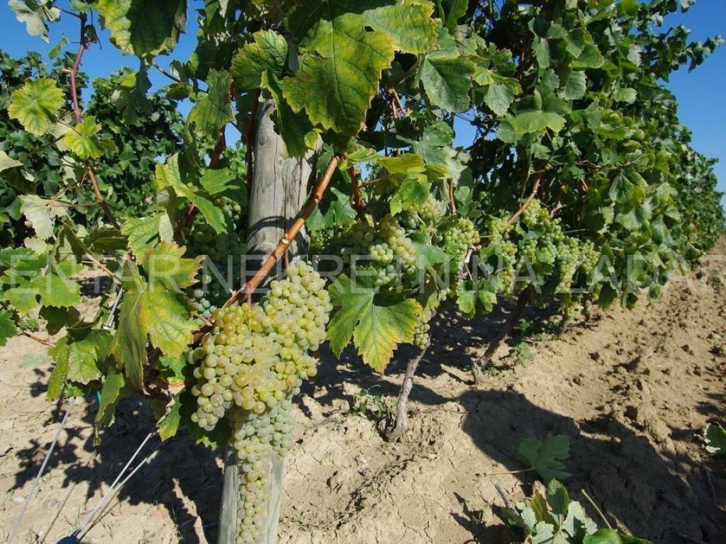 Poljoprivredno zemljište, Prodaja, Benkovac, Nadin