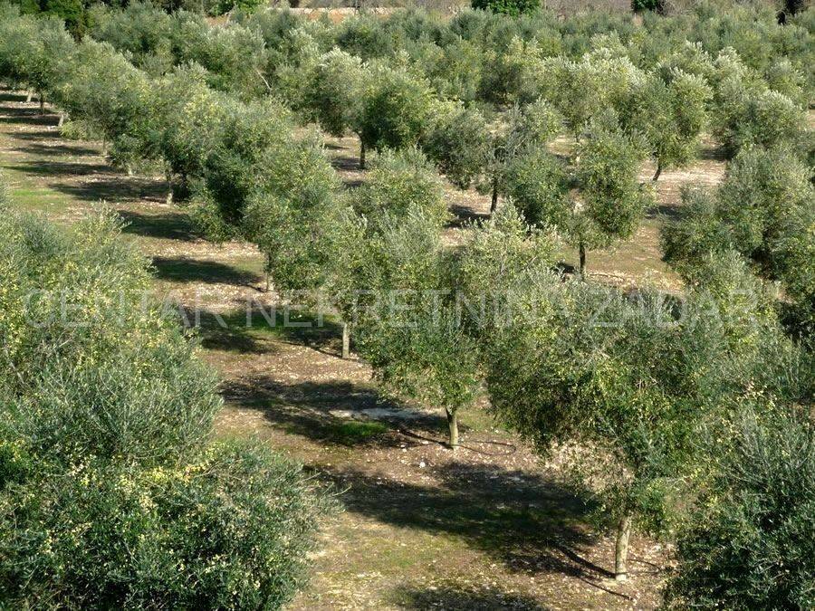 Poljoprivredno zemljište, Prodaja, Tisno, Tisno