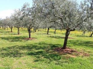 Poljoprivredno zemljište, Prodaja, Tisno, Tisno
