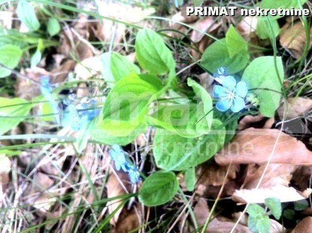 Poljoprivredno zemljište, Prodaja, Saborsko, Blata
